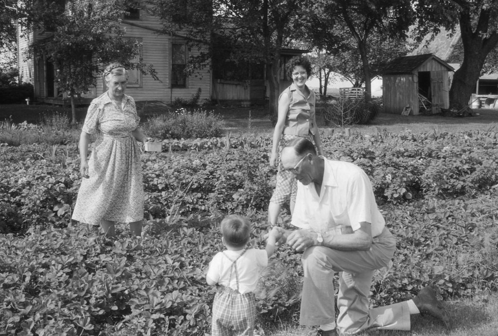 family picking strawberries 1960, retro